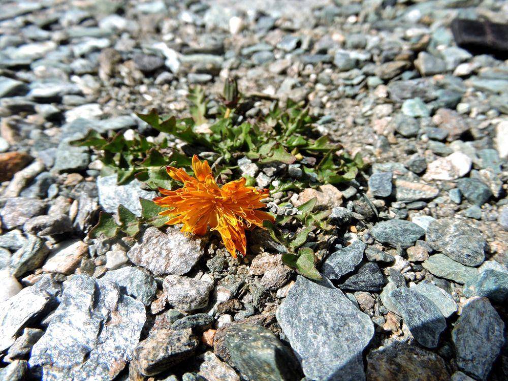 ilustrasi Taraxacum pacheri (inaturalist.org/cortusa)