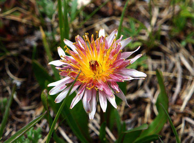ilustrasi Taraxacum porphyranthum (inaturalist.org/convallaria1128)