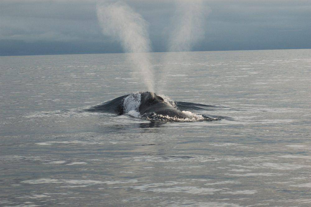 Paus sikat pasifik utara (commons.wikimedia.org/NOAA Photo Library)
