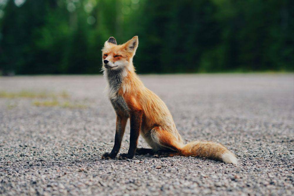 ilustrasi rubah (unsplash.com/Qijin Xu)