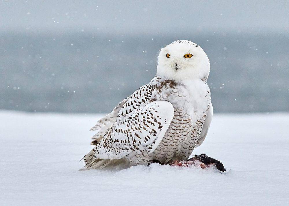 ilustrasi burung hantu salju di bioma tundra (Wikimedia Commons/Jongsun Lee)