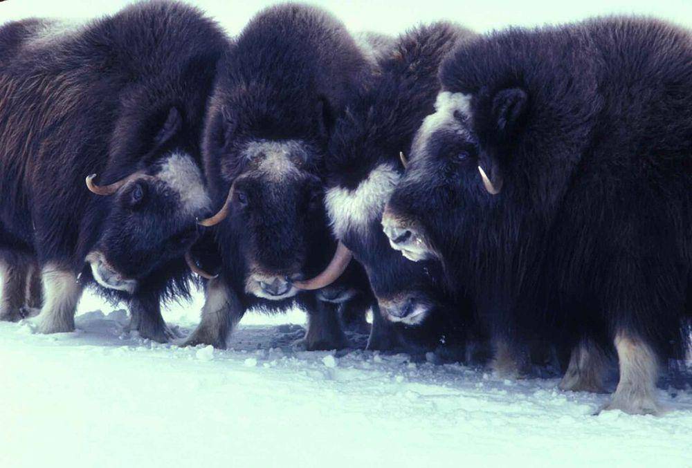 ilustrasi lembu kesturi yang hidup di bioma tundra (Wikimedia Commons/US Fish and Wildlife Service)
