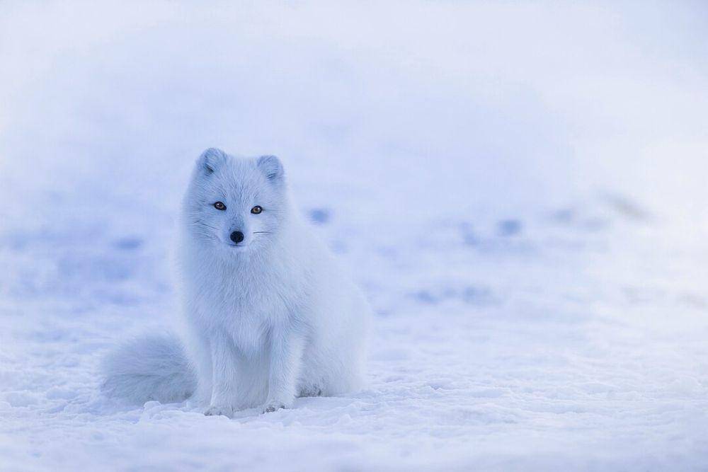 ilustrasi rubah arktik yang hidup di bioma tundra (Wikimedia Commons/David Mark)