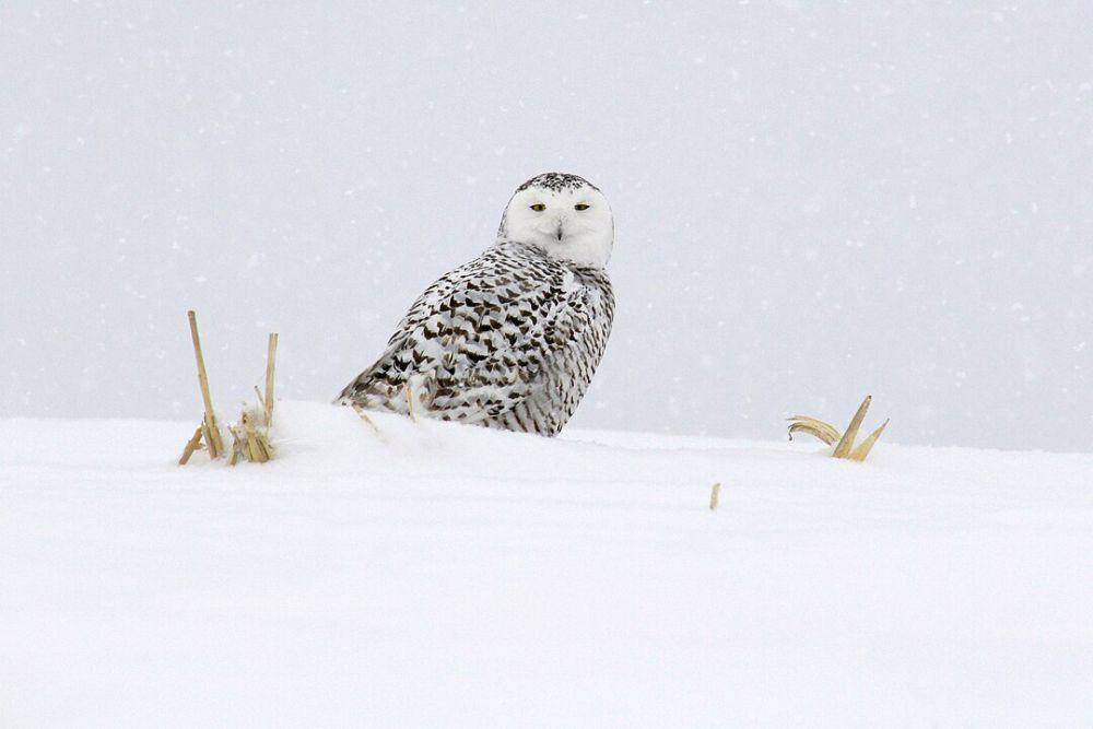 ilustrasi burung hantu salju di bioma tundra (Wikimedia Commons/Marc Lautenbacher)