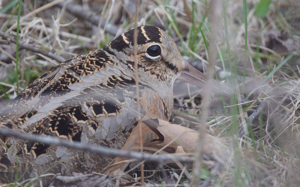 American Woodcock (commons.wikimedia.org)
