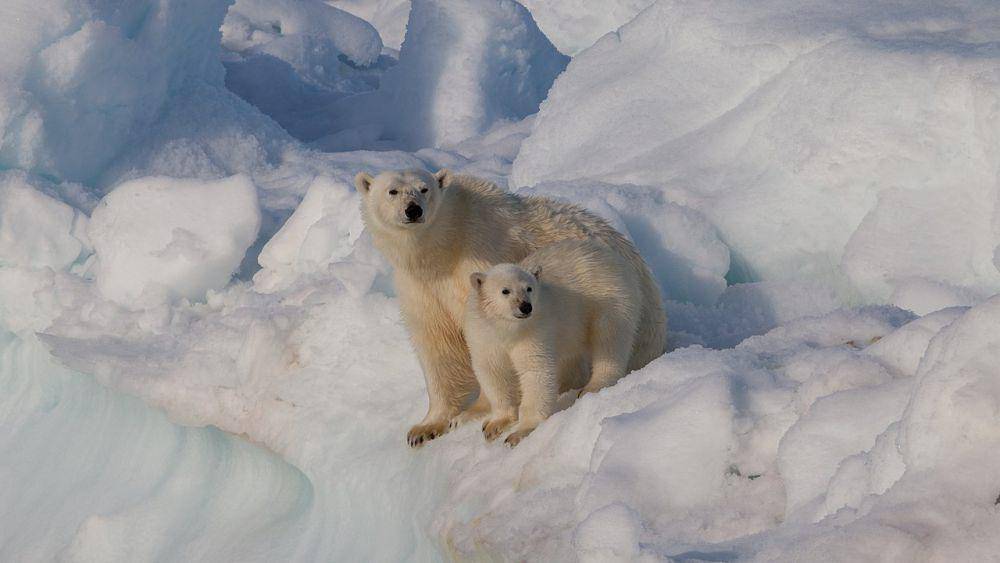 ilustrasi beruang kutub yang hidup di bioma tundra (Wikimedia Commons/AWeith)