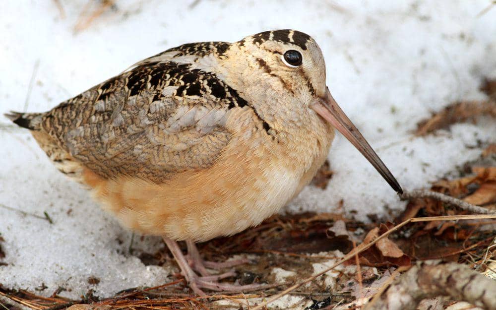 American Woodcock (flickr.com/Fyn Kynd)