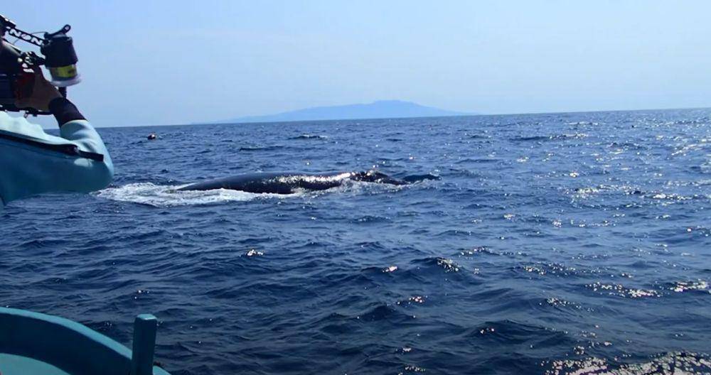 Paus sikat pasifik utara (commons.wikimedia.org/Yoshiyuki Nakawaza)