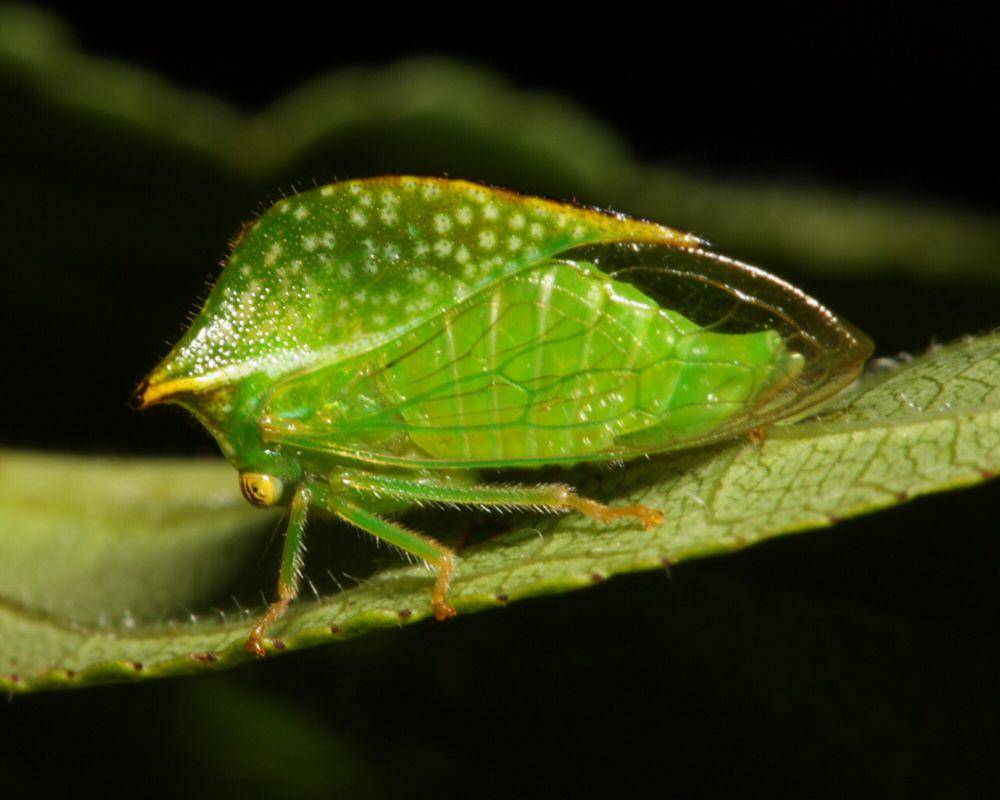 Treehopper (commons.m.wikimedia.org/Bruce Marlin)