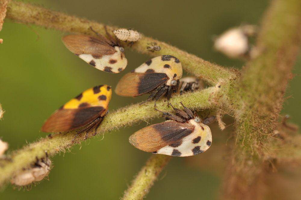 Treehopper (commons.m.wikimedia.org/Pavel Kirillov)