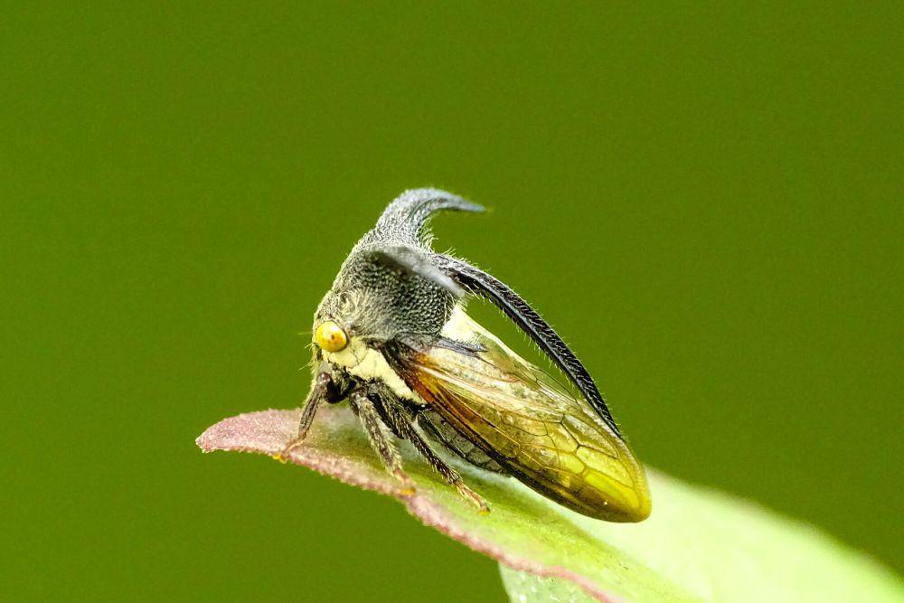 Treehopper (commons.m.wikimedia.org/Renjusplace)