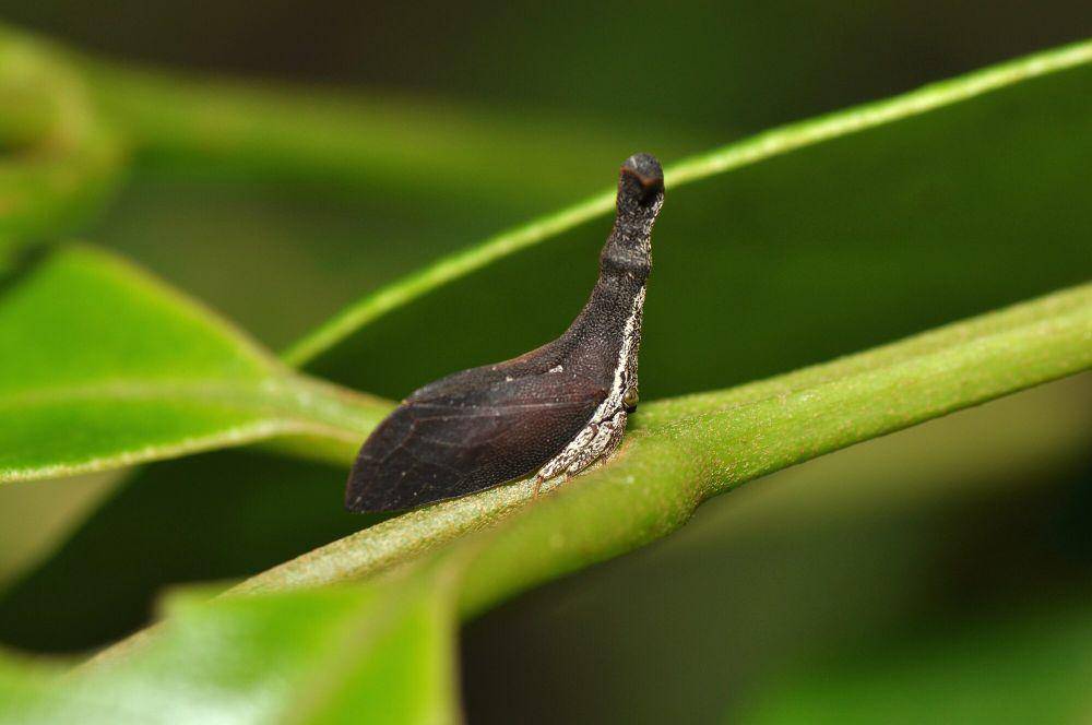 Treehopper (commons.m.wikimedia.org/Pavel Kirillov)