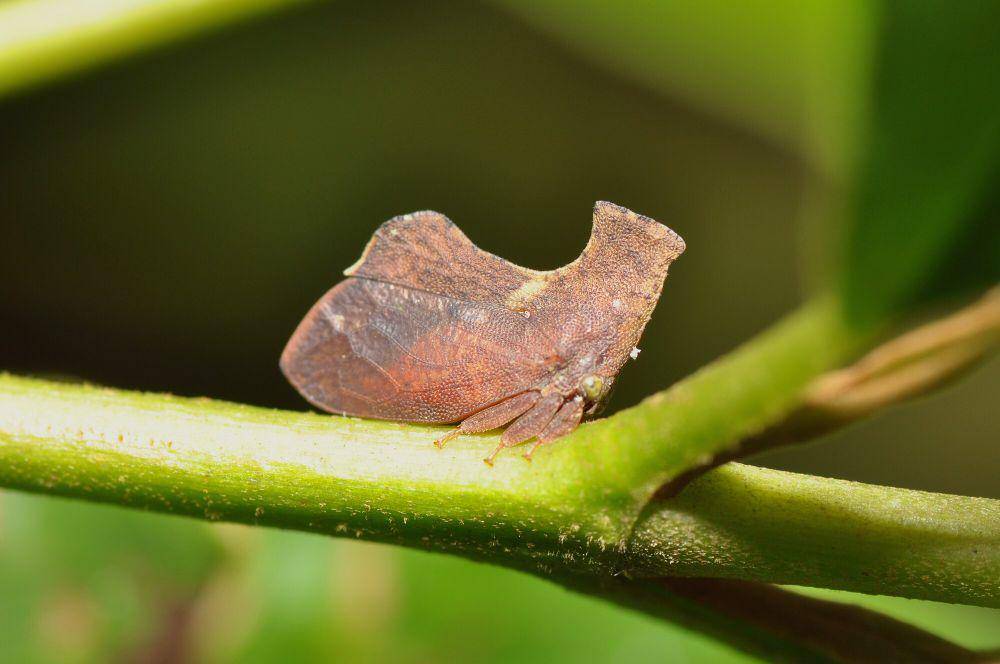 Treehopper (commons.m.wikimedia.org/Pavel Kirillov)