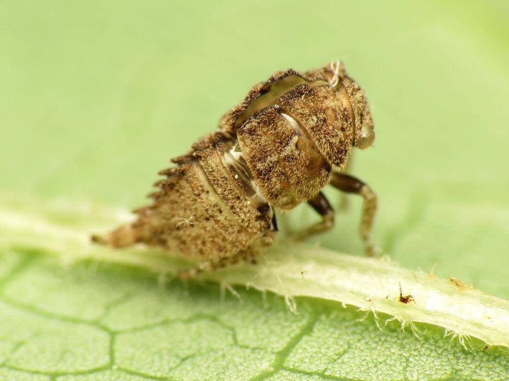 Treehopper (commons.m.wikimedia.org/Katja Schulz)