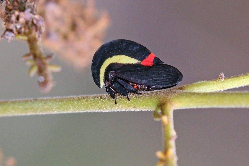 Treehopper (commons.m.wikimedia.org/Charles J. Sharp)