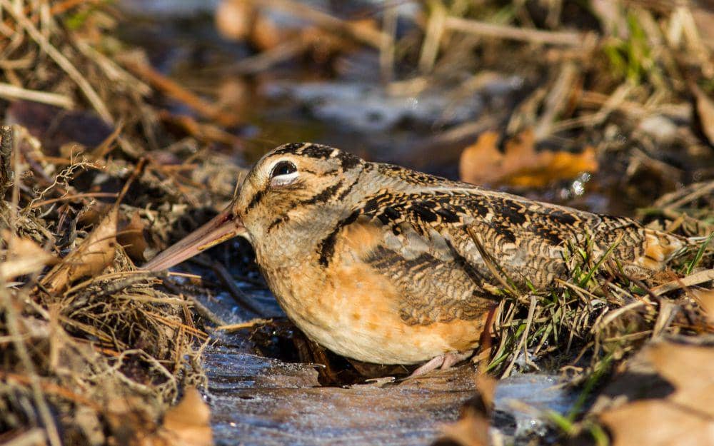 American Woodcock (flickr.com/Fyn Kynd)