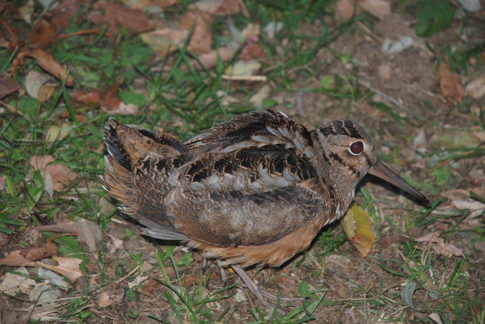 American Woodcock (flickr.com/D.Fletcher)