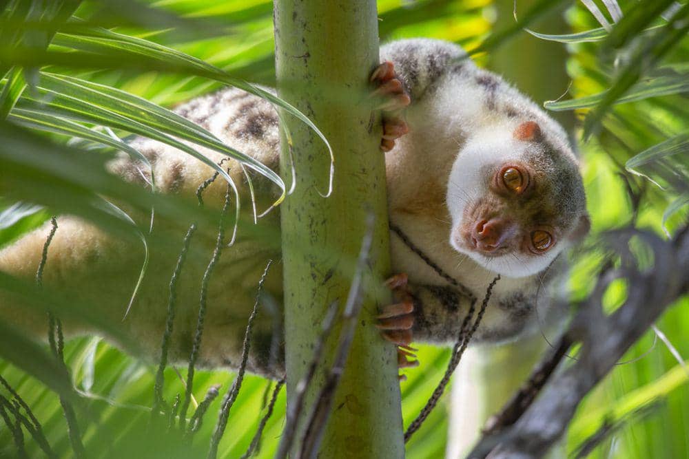Waigeo Rats 5 Fakta Kuskus Waigeo, Si Tutul Kebanggaan Pulau Waigeo | IDN Times