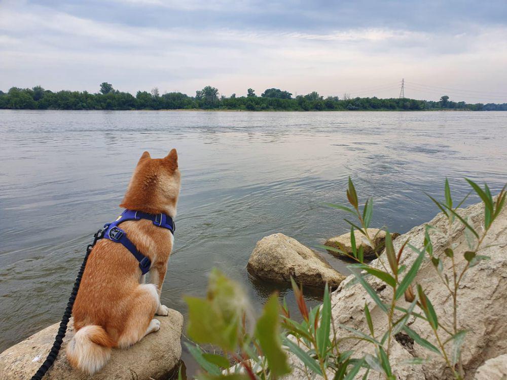 7 Potret Shiba Inu Main di Sungai, Chill Banget!