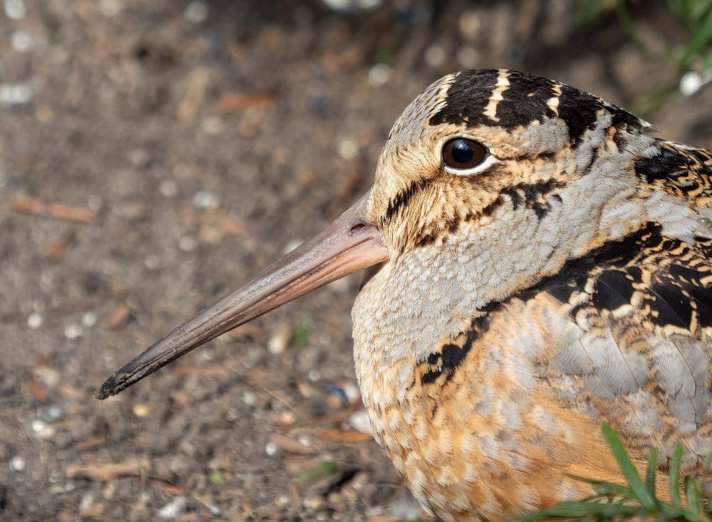 American Woodcock (commons.wikimedia.org/Rhododendrites)