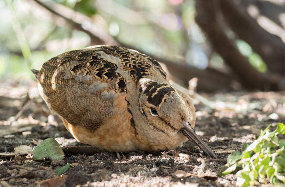 American Woodcock (commons.wikimedia.org/Rhododendrites)