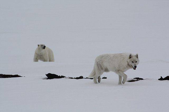 ilustrasi serigala arktik di bioma tundra (Wikimedia Commons/Nanorsuaq)