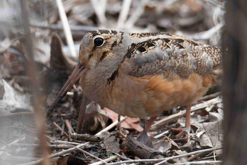 American Woodcock (reddit.com/wildlifephotography)