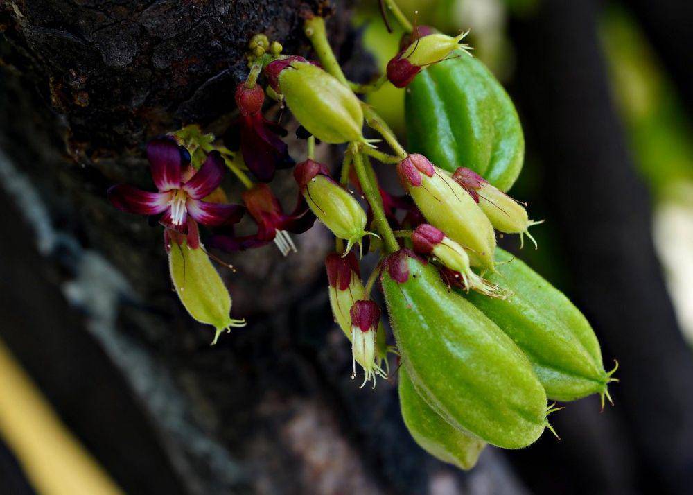 belimbing wuluh (pixabay.com/ignartonosbg)