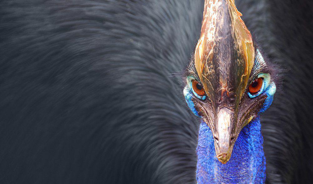 7 Burung Endemik asal Papua, Kamu Pernah Lihat?