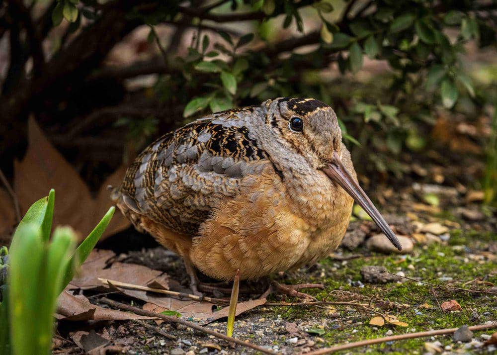 10 Fakta Unik American Woodcock, Punya Julukan Beragam