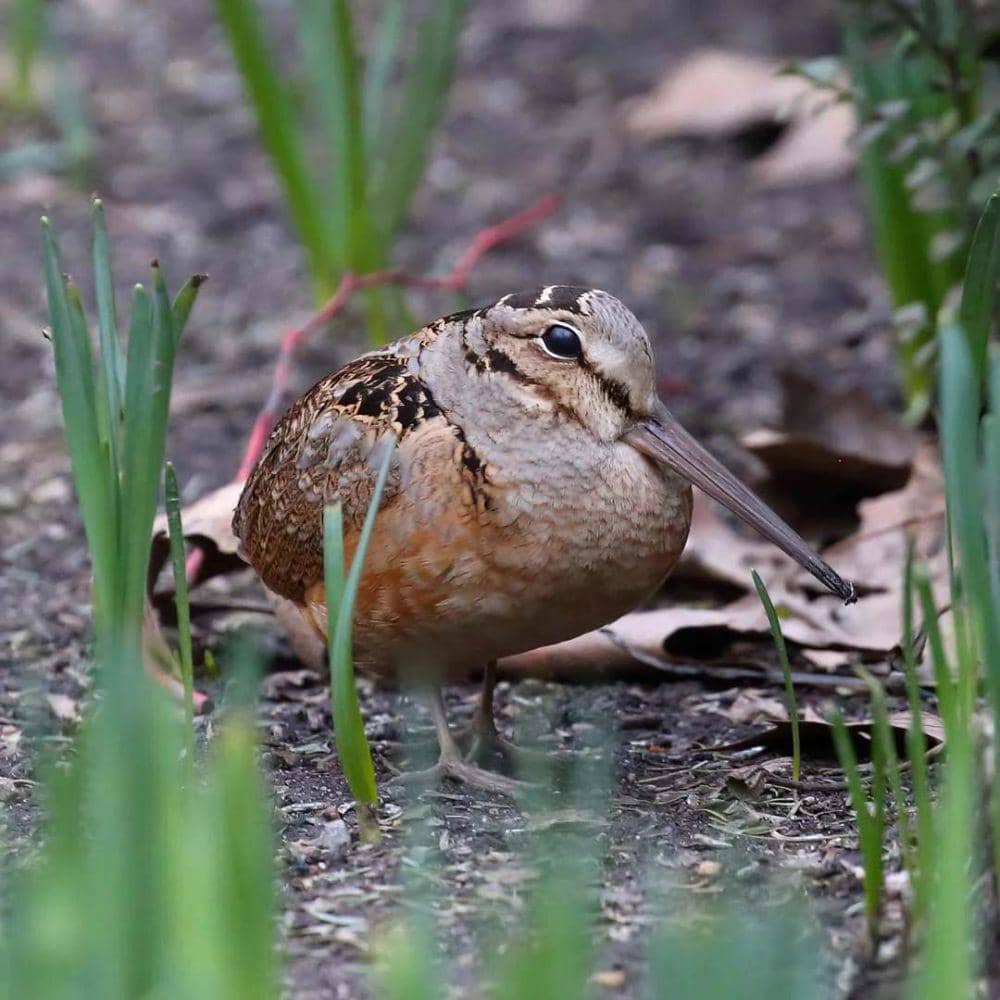 American Woodcock (reddit.com/birding)