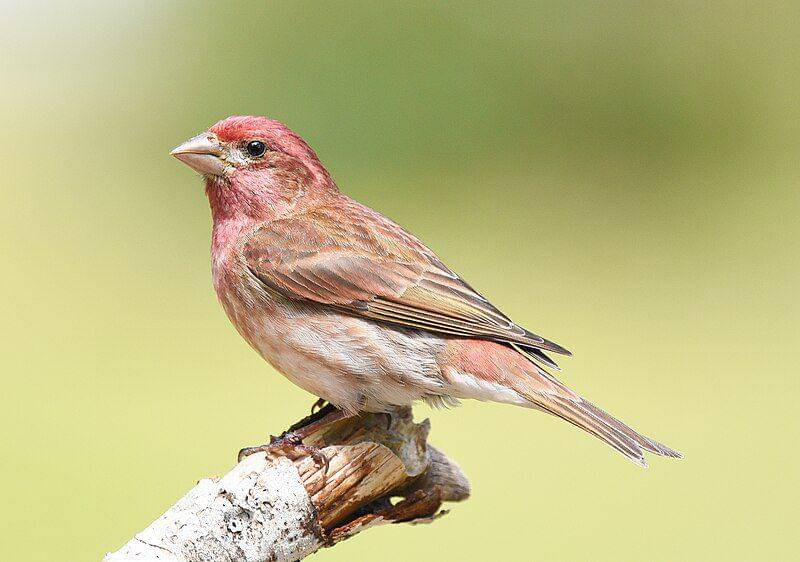 Purple finch (commons.wikimedia.org/Vickie J Anderson)