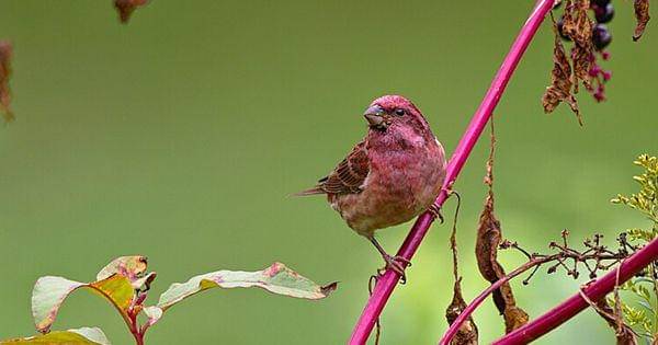 Purple finch (commons.wikimedia.org/Andrew Weitzel)