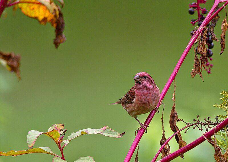 Purple finch (commons.wikimedia.org/Andrew Weitzel)