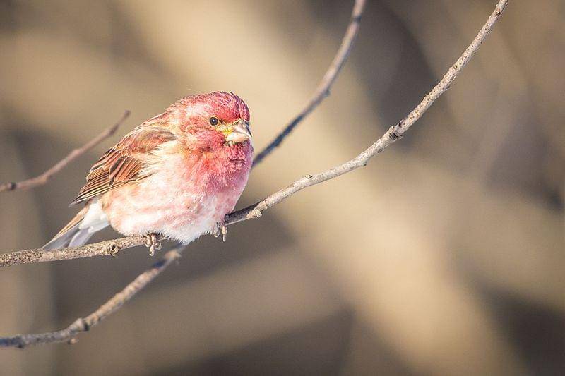 Purple finch (commons.wikimedia.org/Andrew)