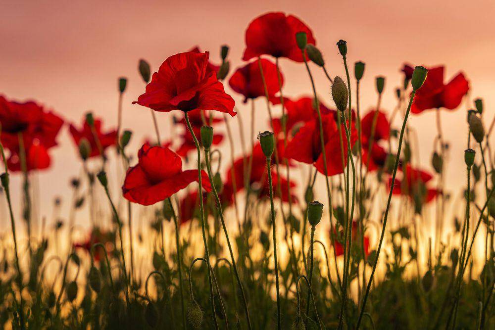 Bunga Poppy sebagai simbol untuk Hari Peringatan (unsplash.com/Bart Ros)