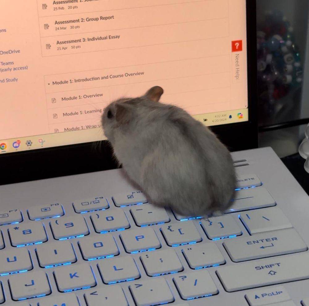 potret hamster nongkrong di laptop (reddit.com/user/tinylittlebibi)
