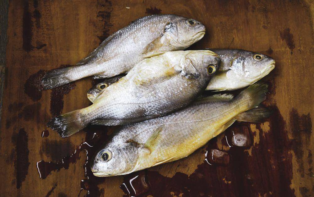ilustrasi ikan yang sudah dibasahi air (pixabay.com/Abhi_Jacob)