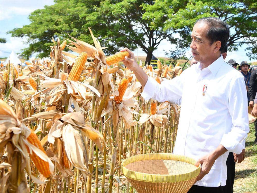 Presiden Jokowi saat panen raya jagung di Samota Kabupaten Sumbawa, Kamis (2/5/2024). (dok. Kementan)