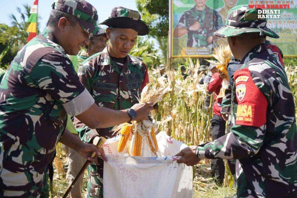 Panen raya jagung di Lombok Timur. (dok. Istimewa)