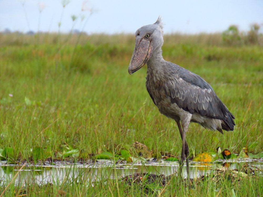 shoebill yang sedang mengamati mangsa (ebird.org)
