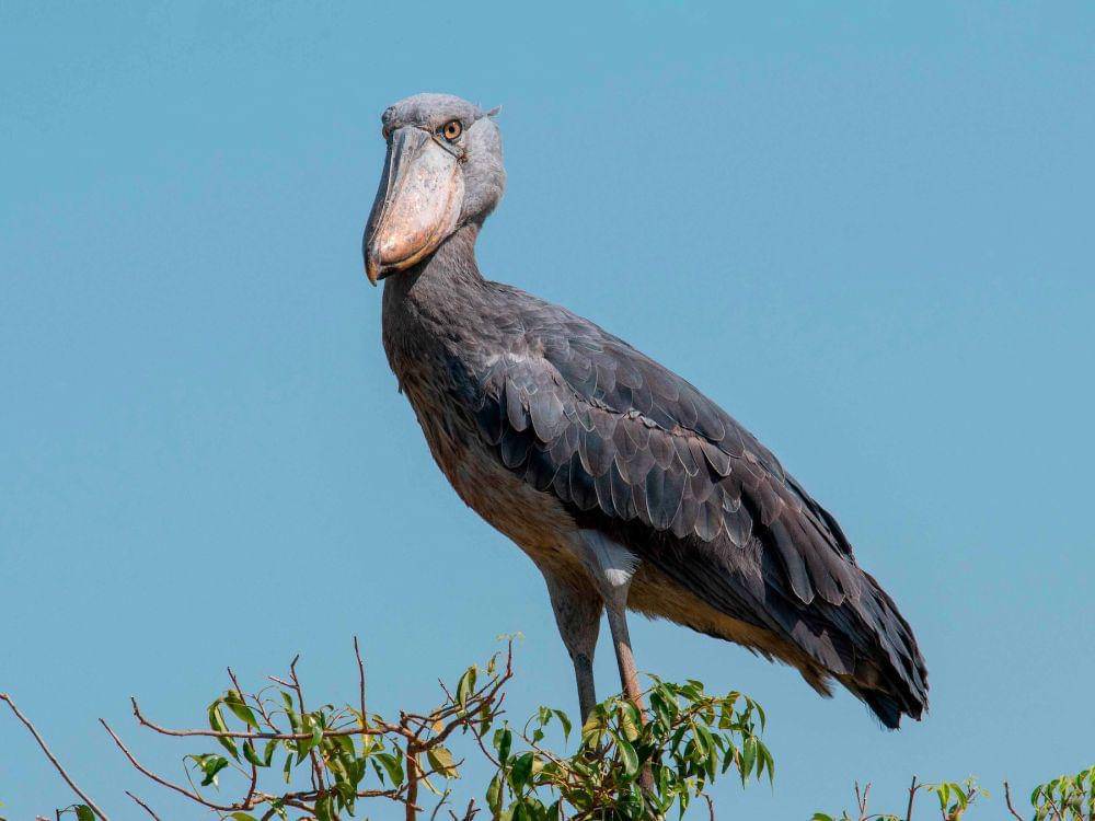 shoebill di atas pohon (ebird.org)