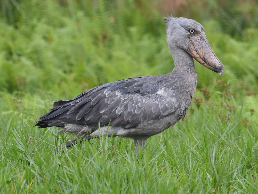 shoebill yang sedang sendirian (ebird.org)