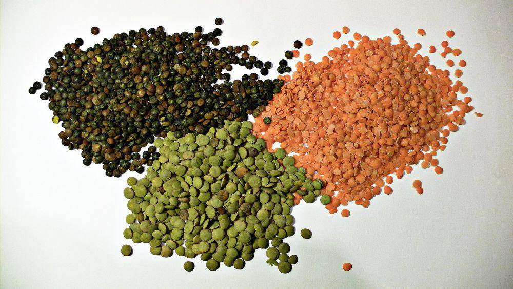 ilustrasi lentil (wikimedia.org/Hohum)
