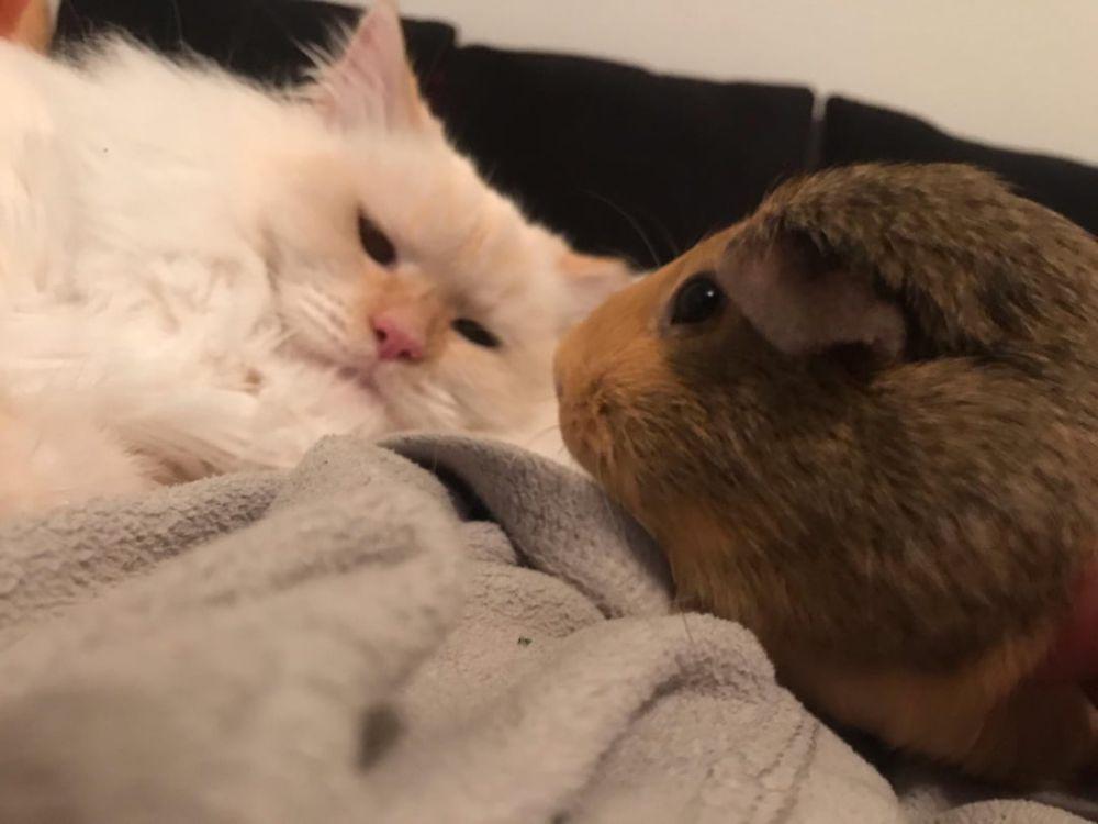 8 Potret Gemas Keakraban Guinea Pig dan Kucing, Sahabatan!