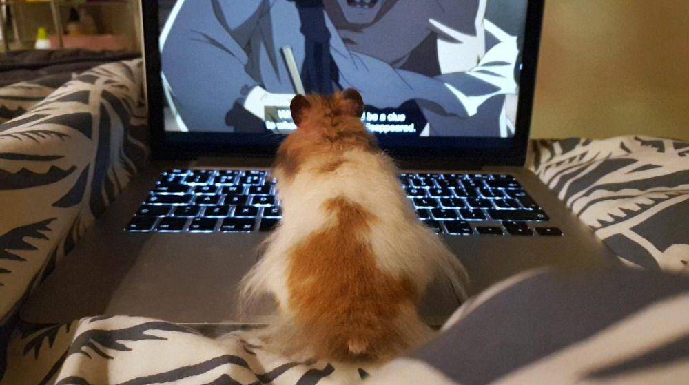 potret hamster nongkrong di laptop (reddit.com/user/doja_beef)