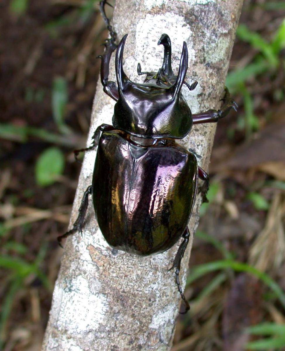 Kumbang atlas (commons.m.wikimedia.org/Len Worthigton)