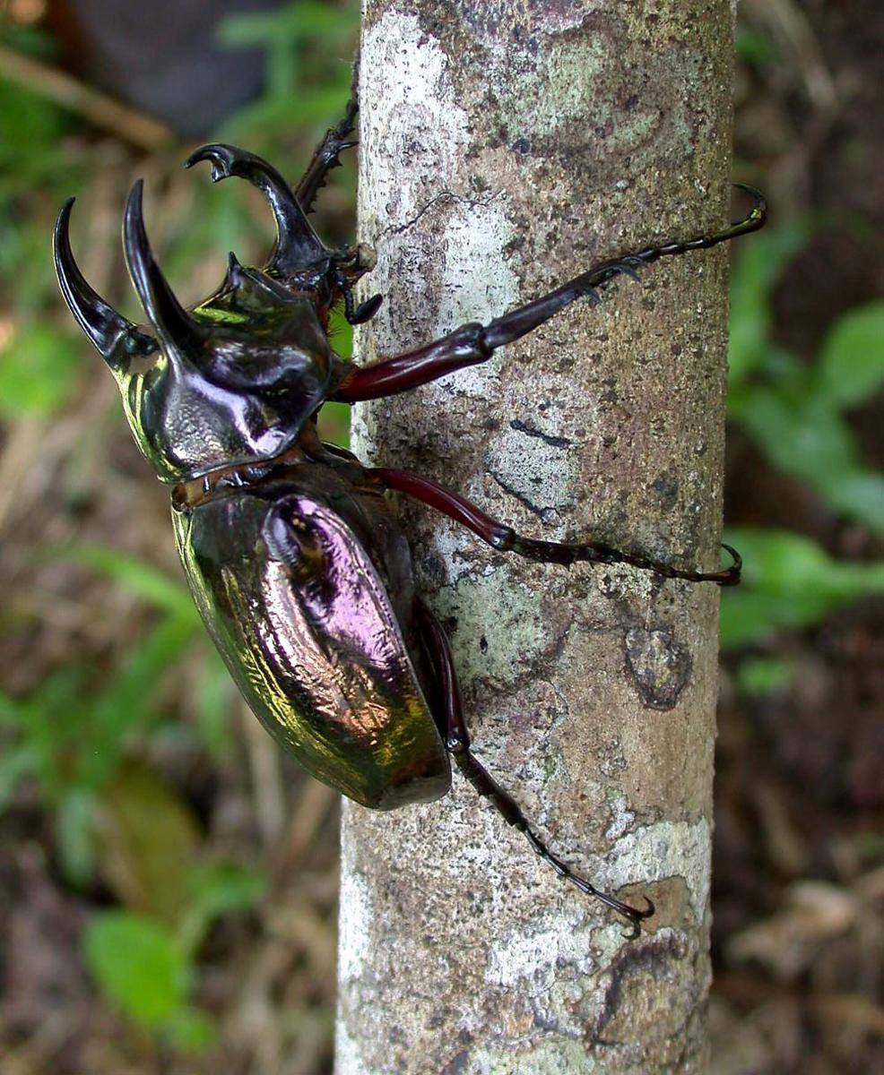 Kumbang atlas (commons.m.wikimedia.org/Len Worthigton)