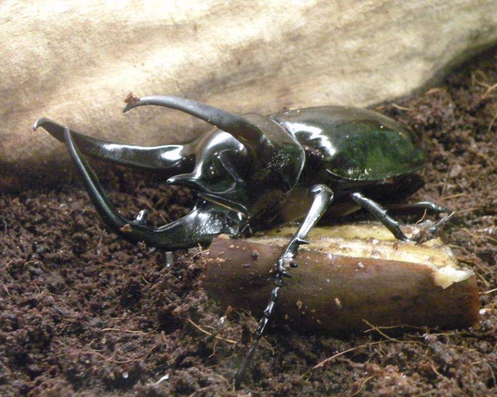 Kumbang atlas (commons.m.wikimedia.org/Houston Museum of Natural Science)