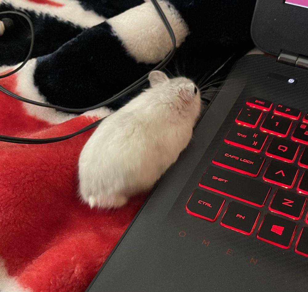 potret hamster nongkrong di laptop (reddit.com/user/cannotstoptwinkling)